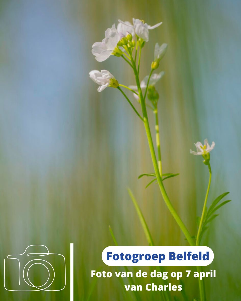 Foto van de Dag 7 april 2025 - Belfeld 700 jaar